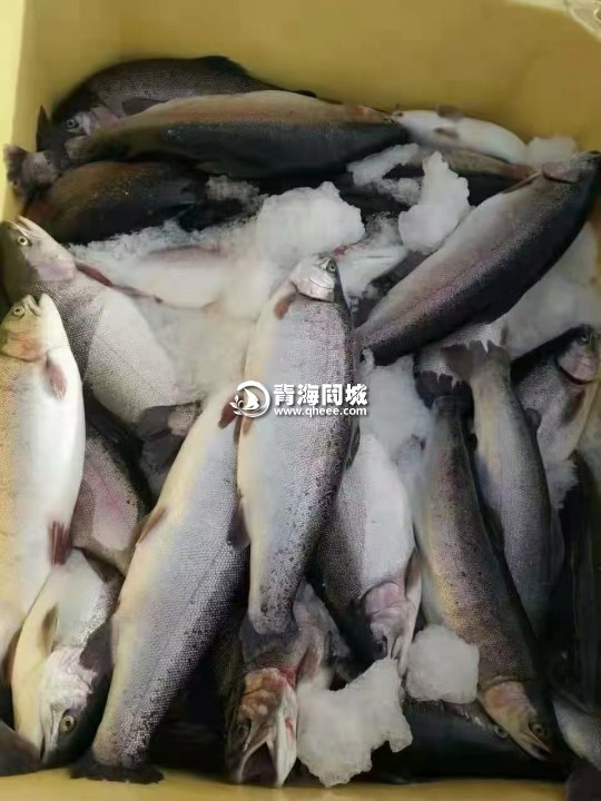 龙羊峡三文鱼黄河鲤鱼虹鳟鱼保证新鲜可发快递