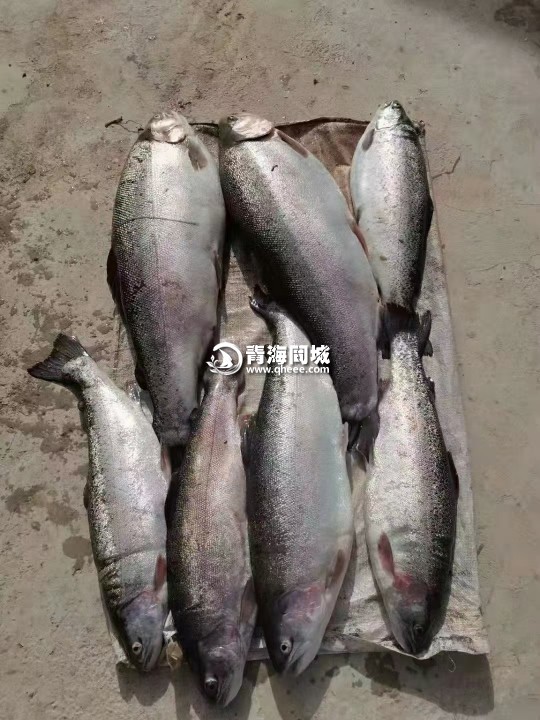 龙羊峡三文鱼黄河鲤鱼虹鳟鱼保证新鲜可发快递